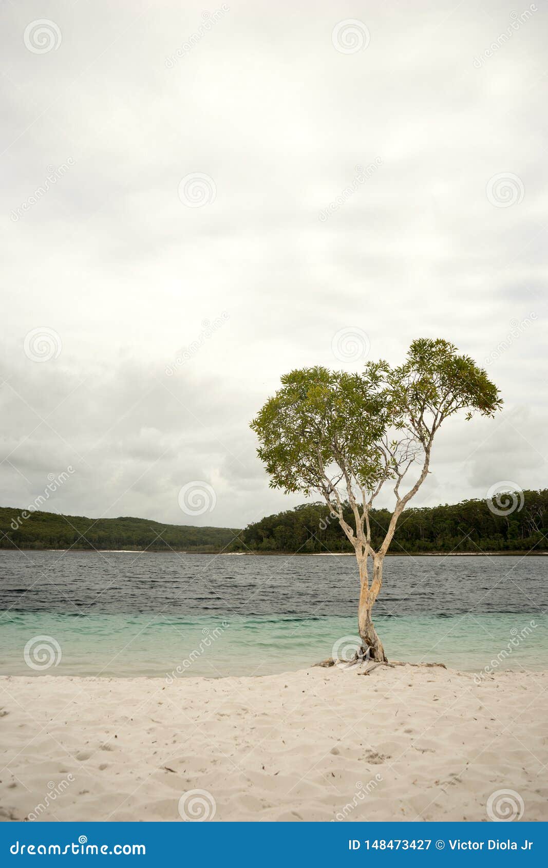 lake mckenzie fraser island australia portrait